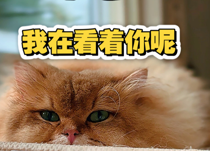我家小猫就是吃了睡睡了吃~