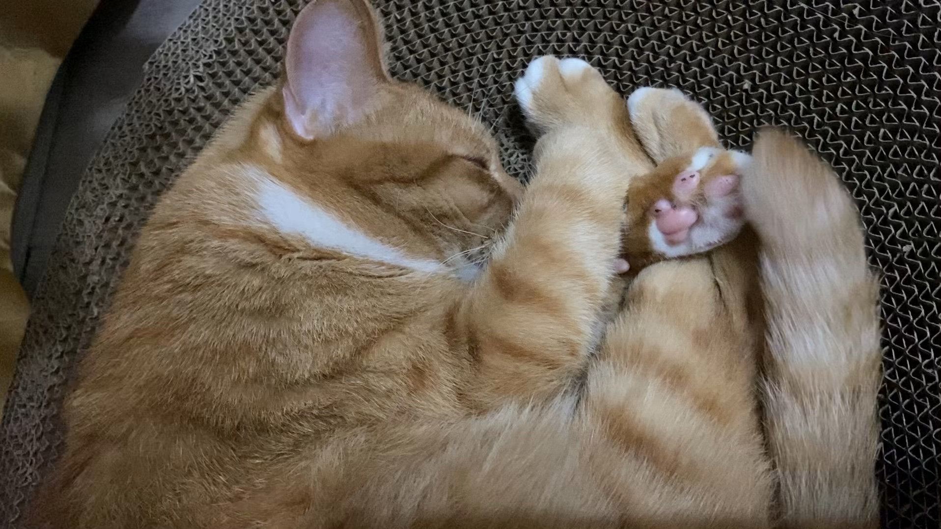 小猫睡得臭臭的就是小猫睡得香香的