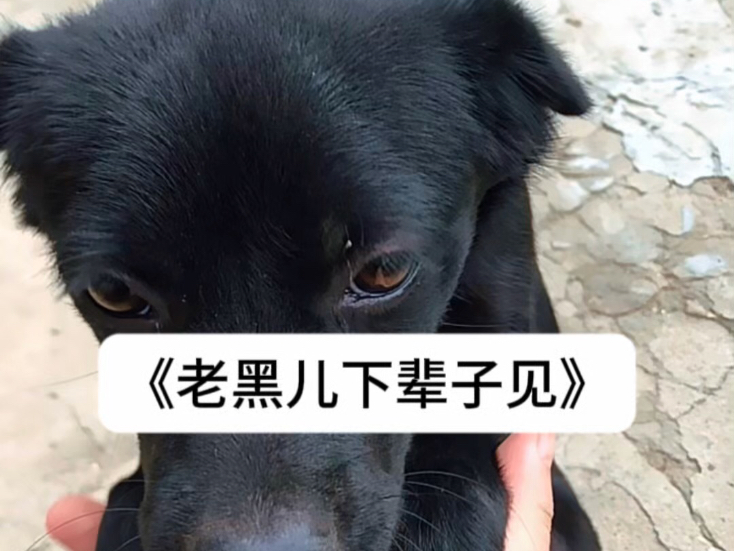 今日停播，悼念老黑儿