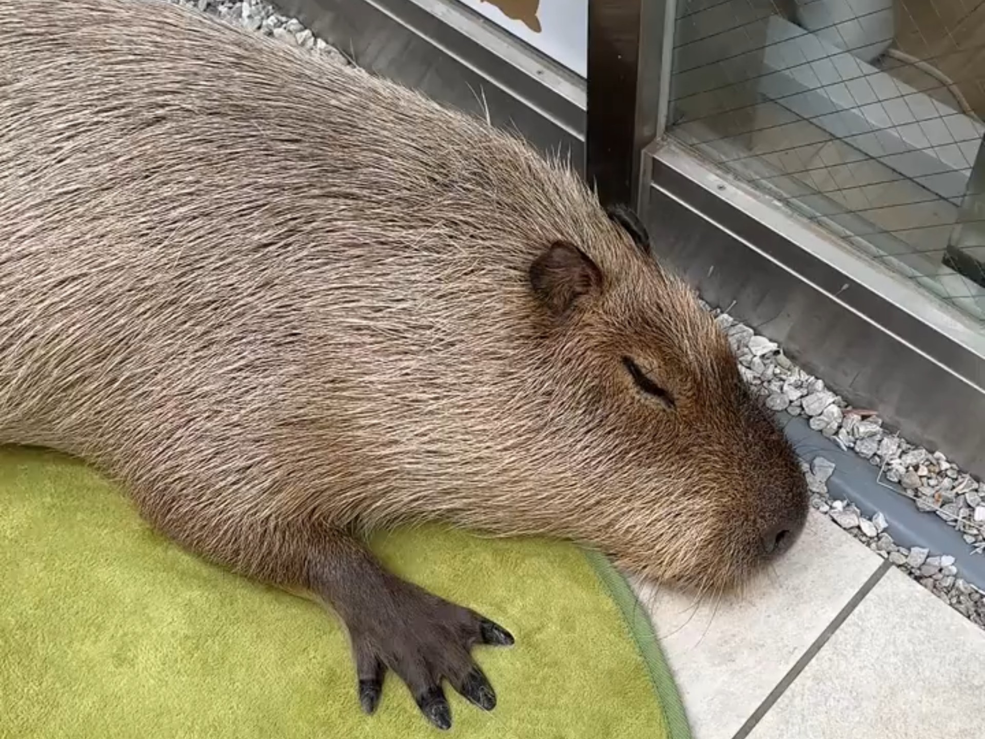 黑手豚豚睡的正香，鼻子却很诚实