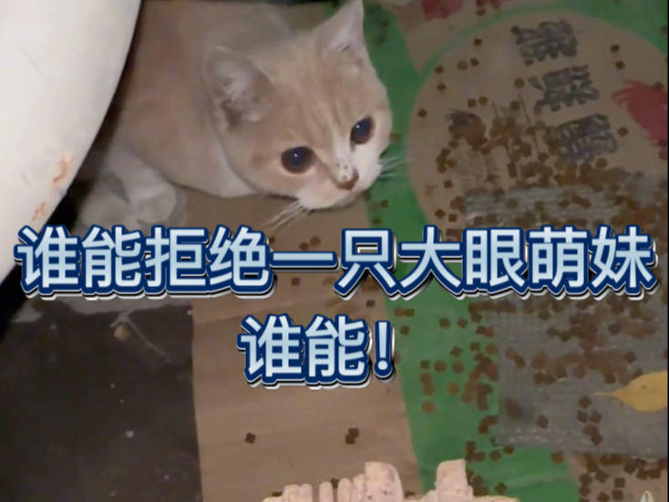 想办法把大眼萌妹带回家 预防坏蛋从我做起