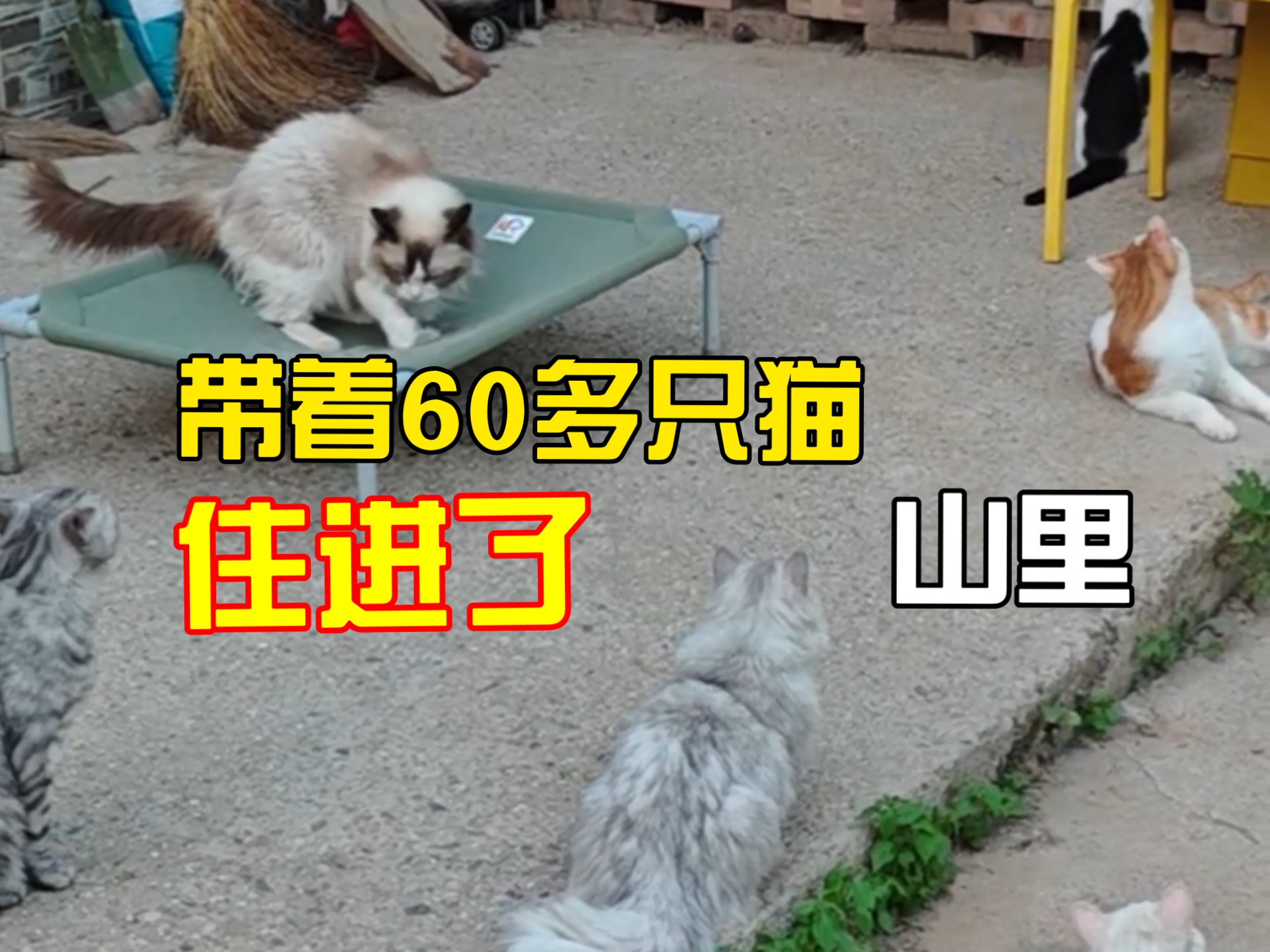 在北京包了一座山，只为养流浪猫