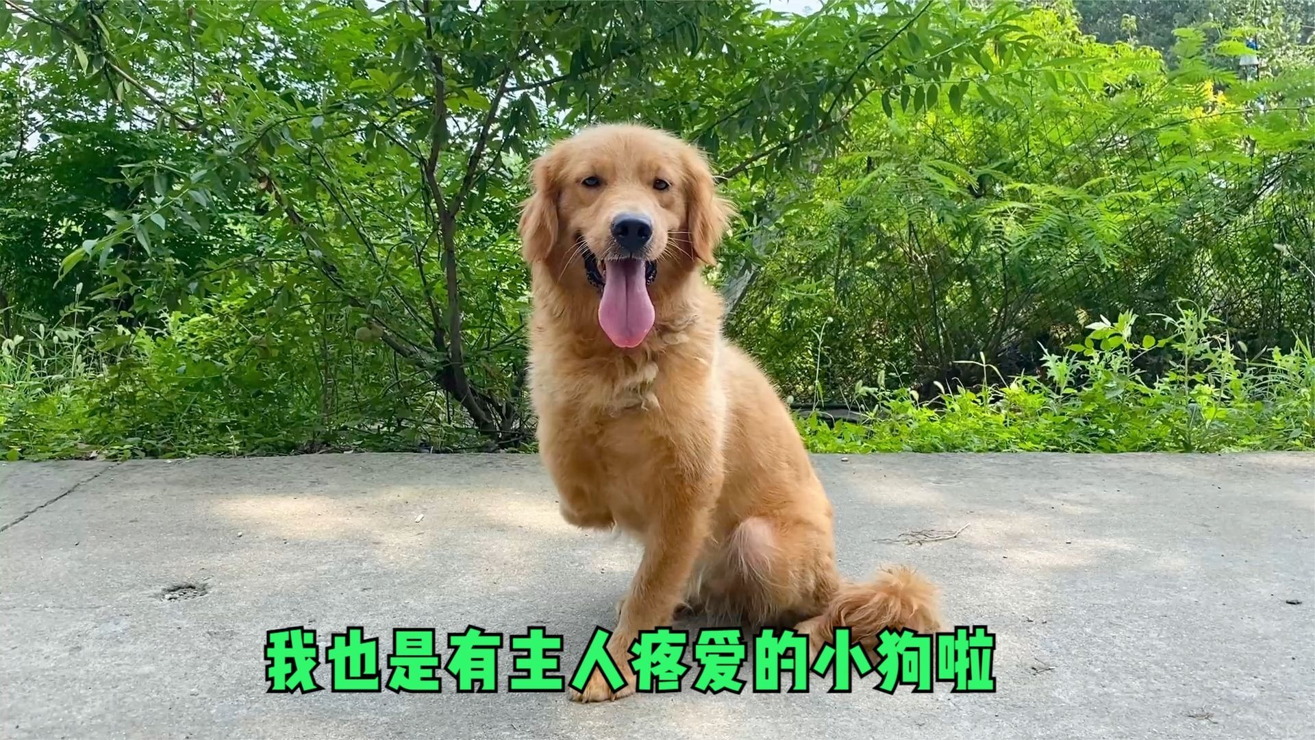 可怜金毛断腿后被嫌弃，为活命忍痛截肢，如今用笑容治愈所有伤痛