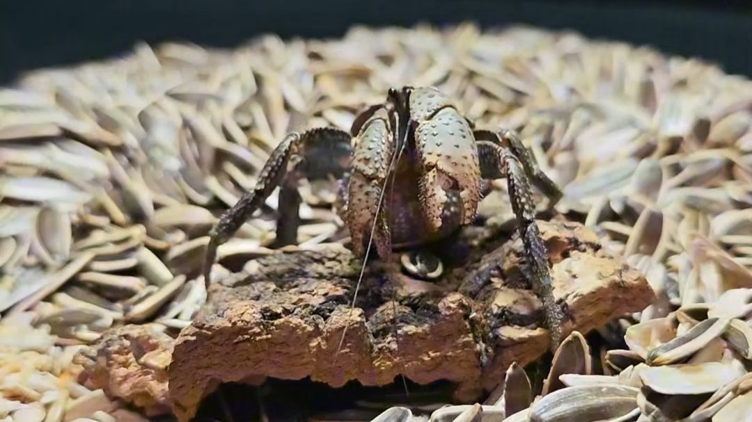 宠物的一百种用法