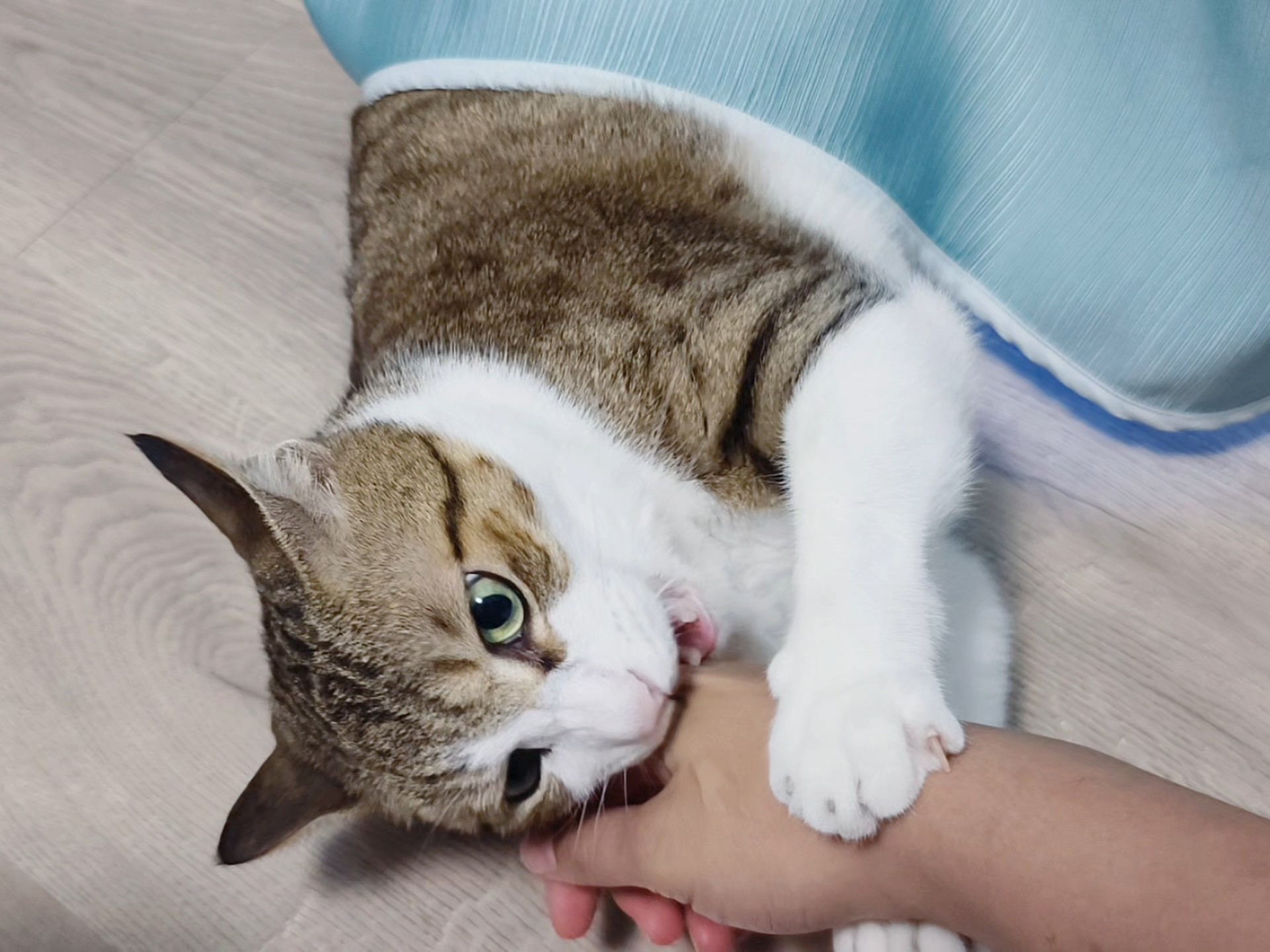 被窗帘后面的野生大蟒蛇咬了怎么办