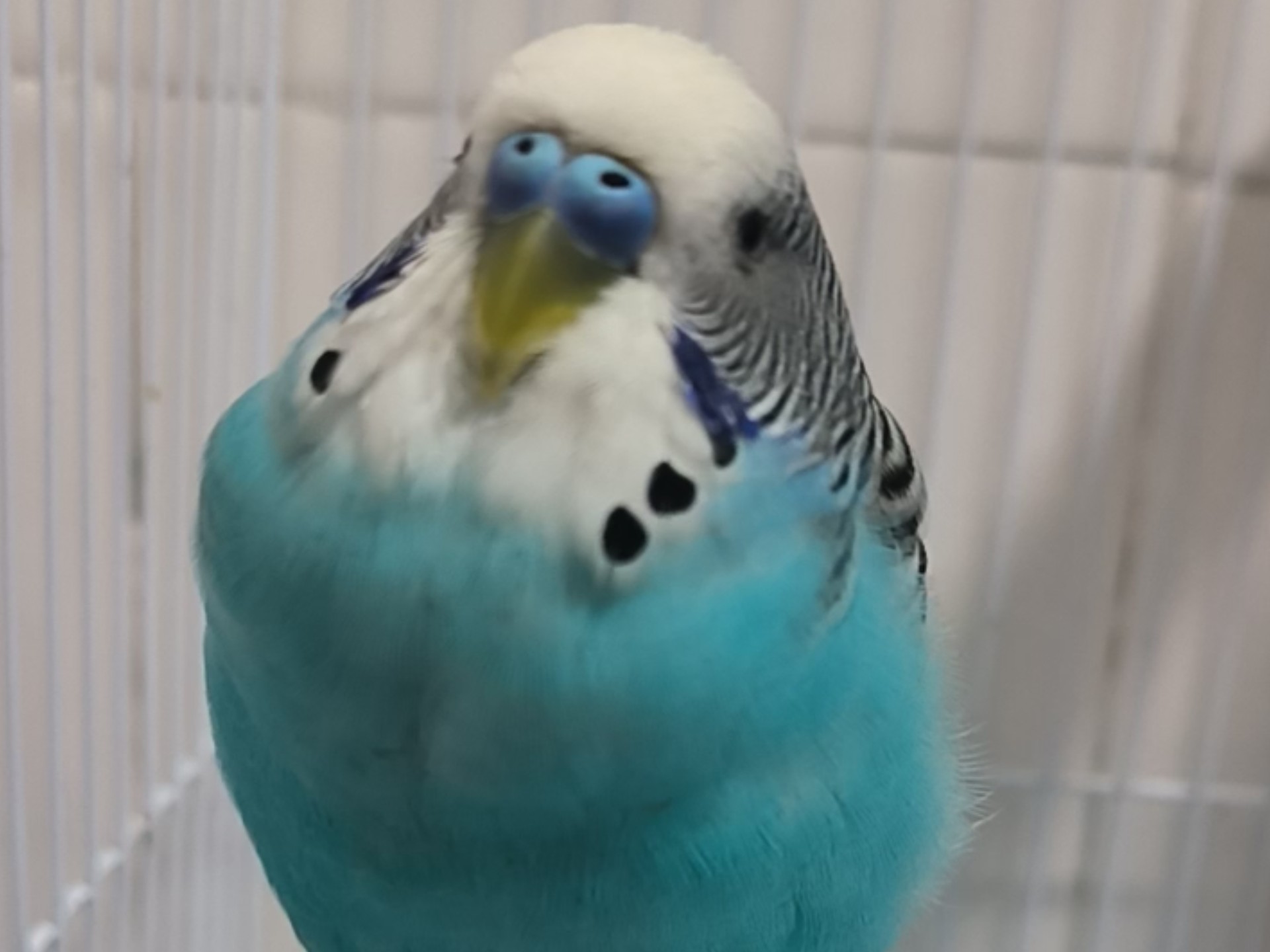 人下班回来，鸟已经睡懵 #虎皮鹦鹉#