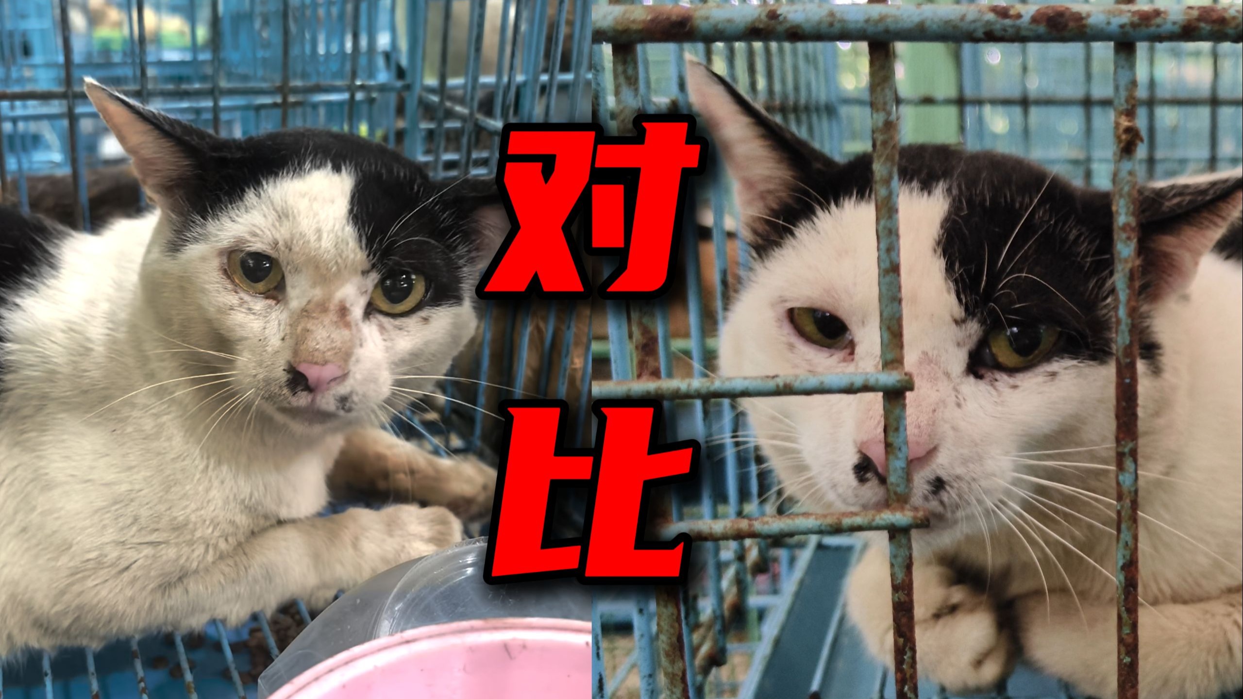 来之前猫贩子说我死定了，来到这糗糗说我还能好好活