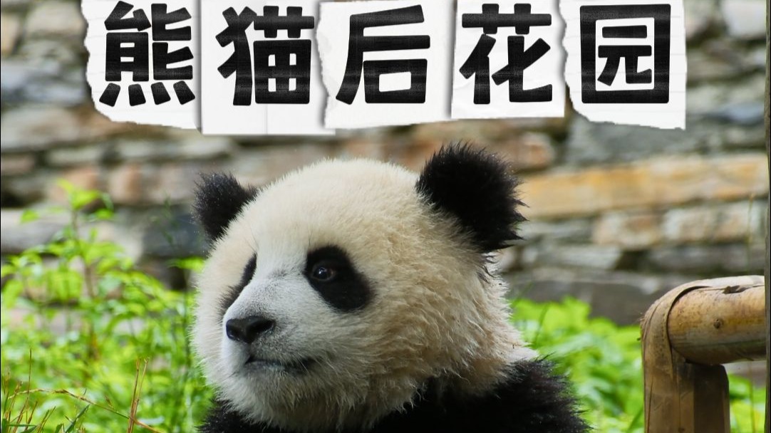 熊猫的后花园