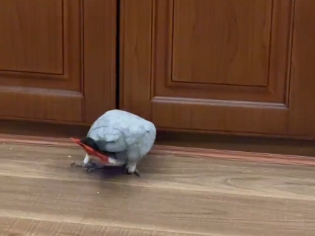 会说四川话的鸟 倒反天罡