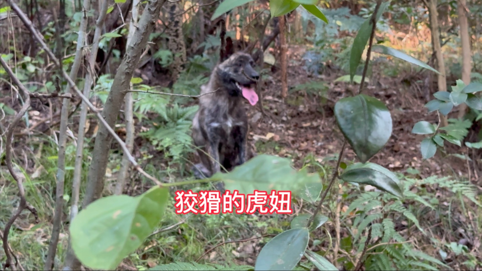 寻找失踪的爱犬，虎妞却在山里跟我兜圈子，弄得大黄都受伤了