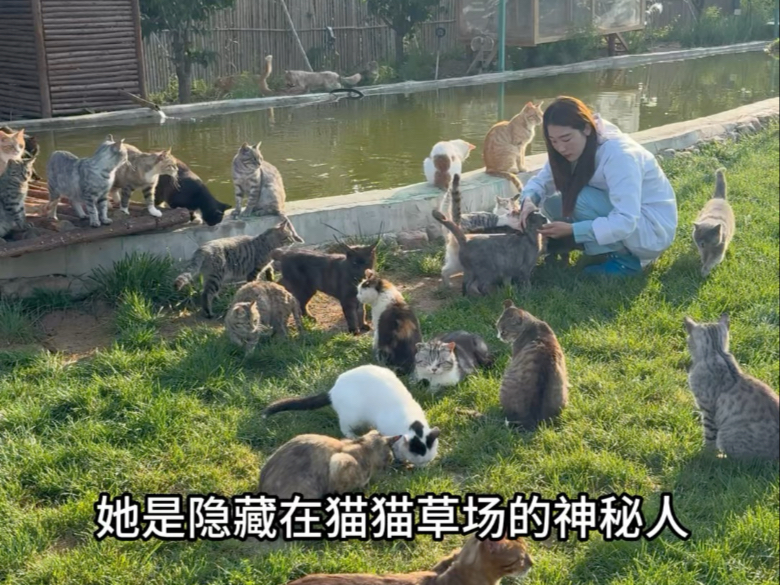 流浪猫们的健康守卫者