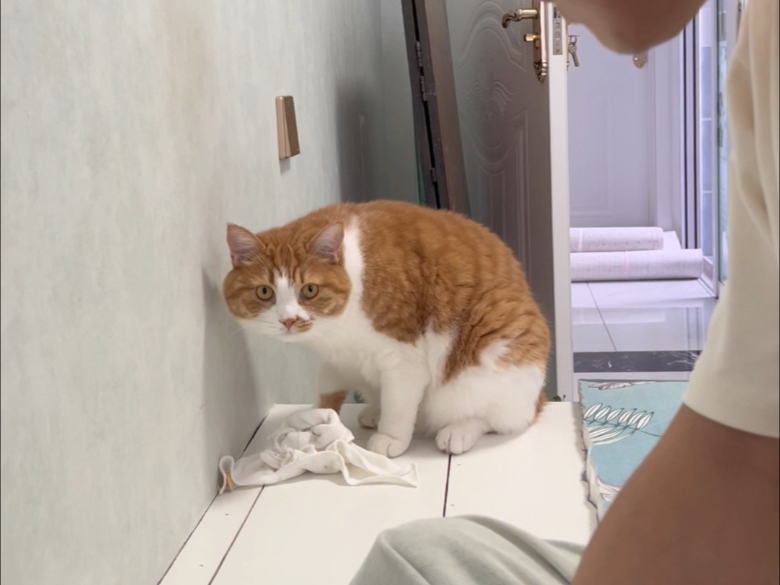 三个臭屁猫顶个诸葛亮，我认输了