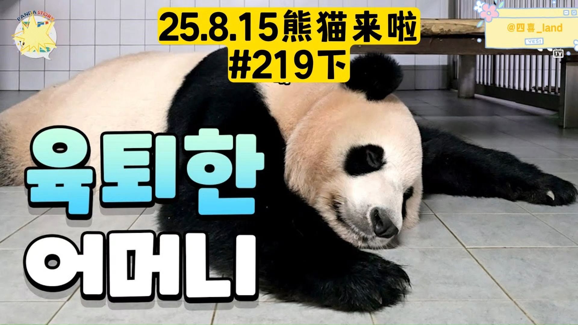 【中字】25.8.15熊猫来啦ep219下丨爱宝一直以来辛苦了，终于可