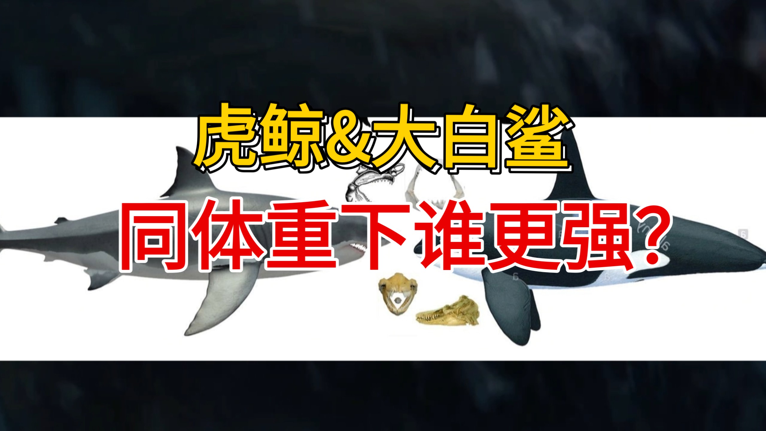 大白鲨和虎鲸等重谁更强？驳斥龙爪洪荒的谬论