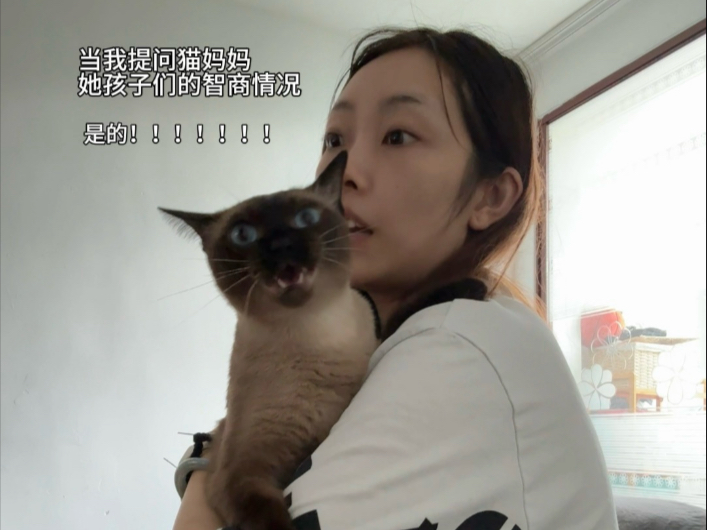 当我提问猫妈妈她孩子们的智商情况