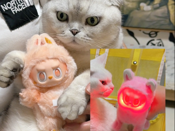 我们也是有labubu的小猫咪了！