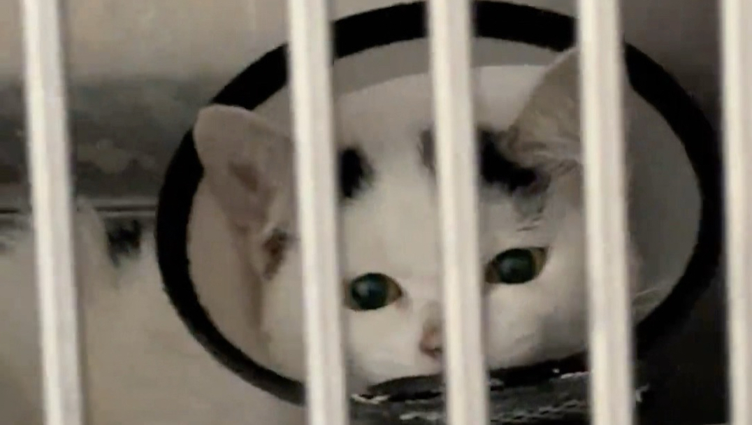 小猫咪，姐比死神先来一步