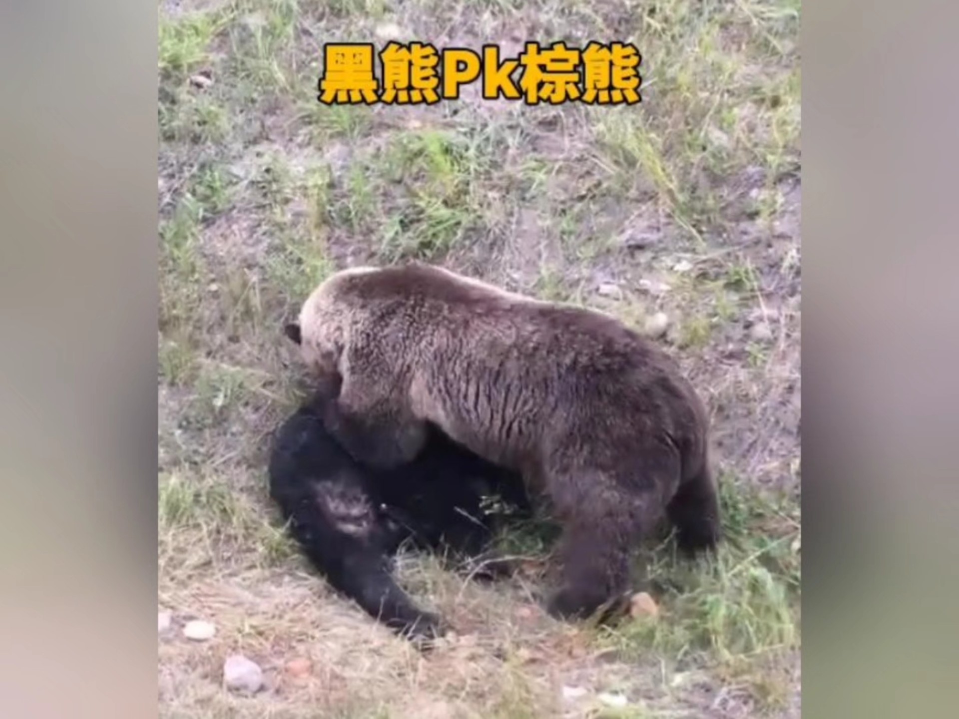 同样都是熊，棕熊为啥要吃黑熊呢