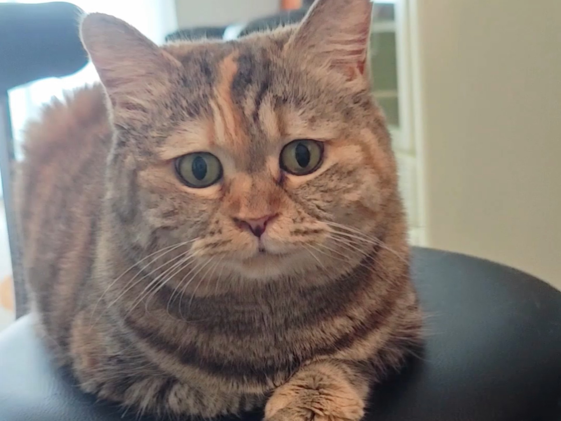 上一次吃饭的时候，我还是只小猫咪