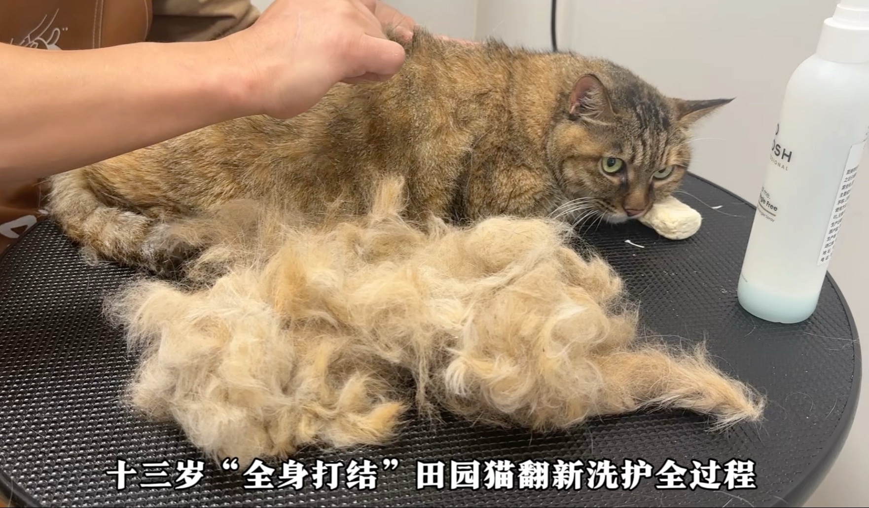 “十三岁全身打结田园猫翻新洗护全过程 整个过程也太解压了