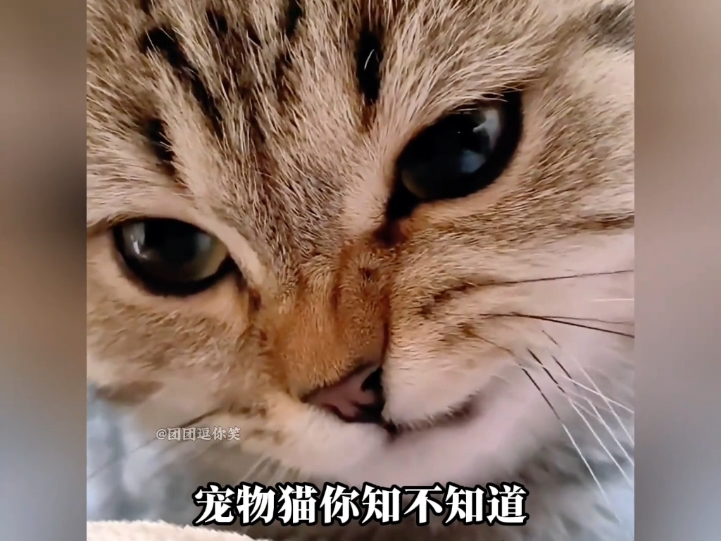 那些脾气暴躁的社会猫，全员丧彪#猫咪 #社会猫 #反骨猫 #猫咪