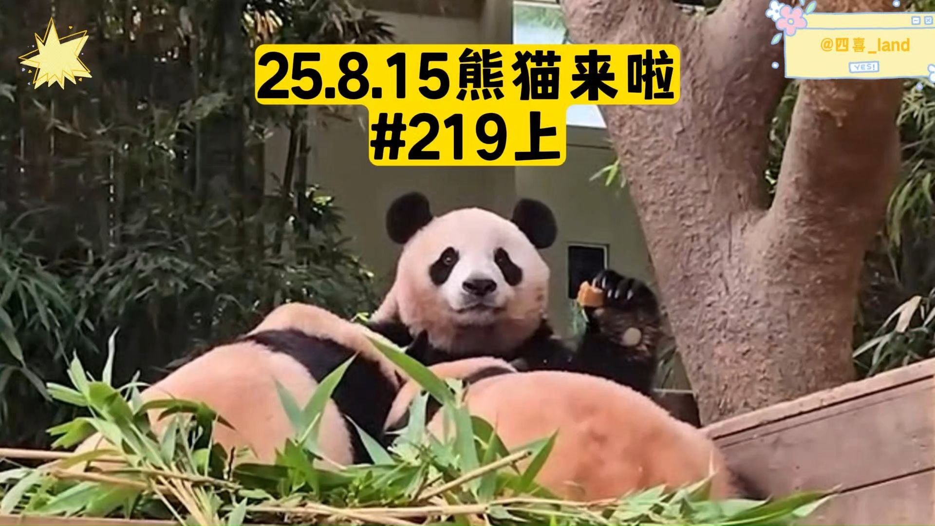 【中字】25.8.15熊猫来啦ep219上丨辉宝窝头适应大作战，辉哒哒