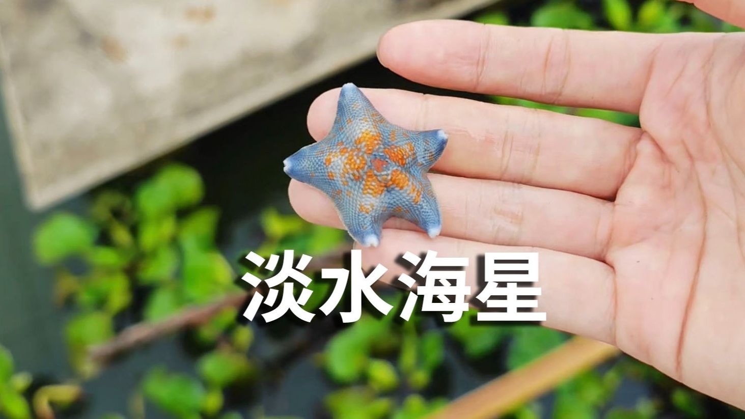 我养淡水，你给我发海星？养蛊日记30