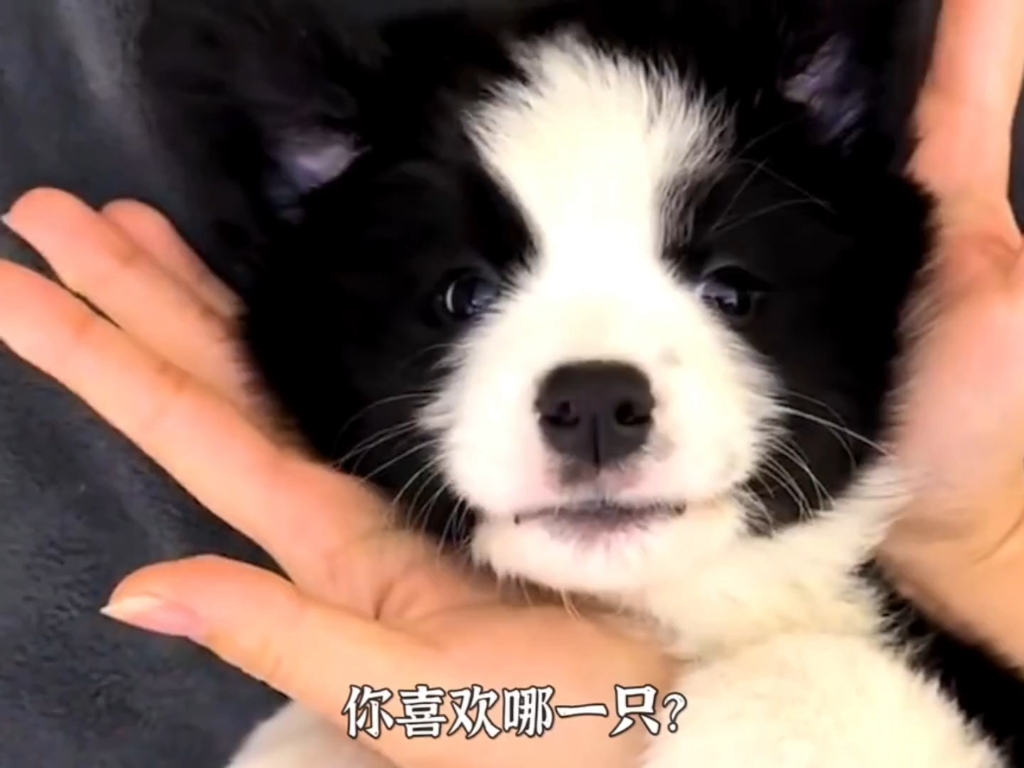 最聪明的狗狗，你喜欢哪一只？