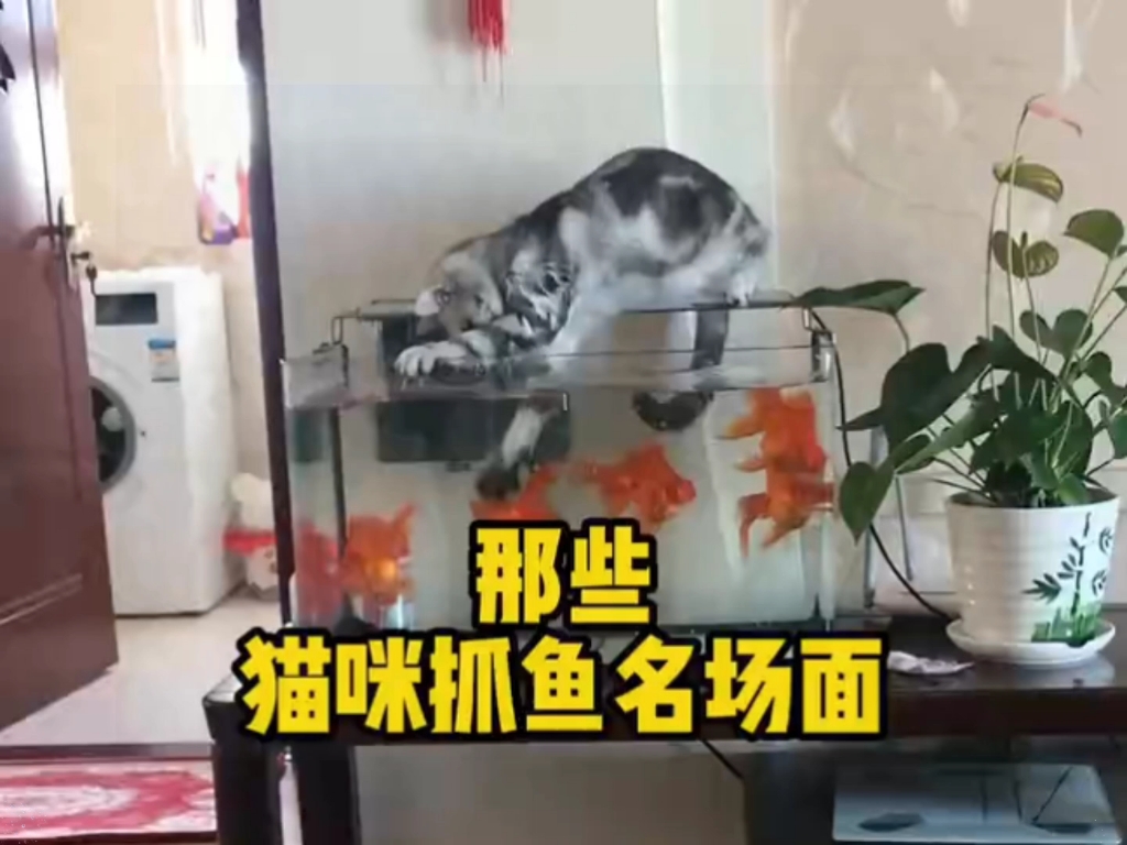 那些猫咪名场面