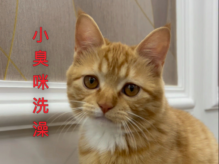 小臭咪洗澡