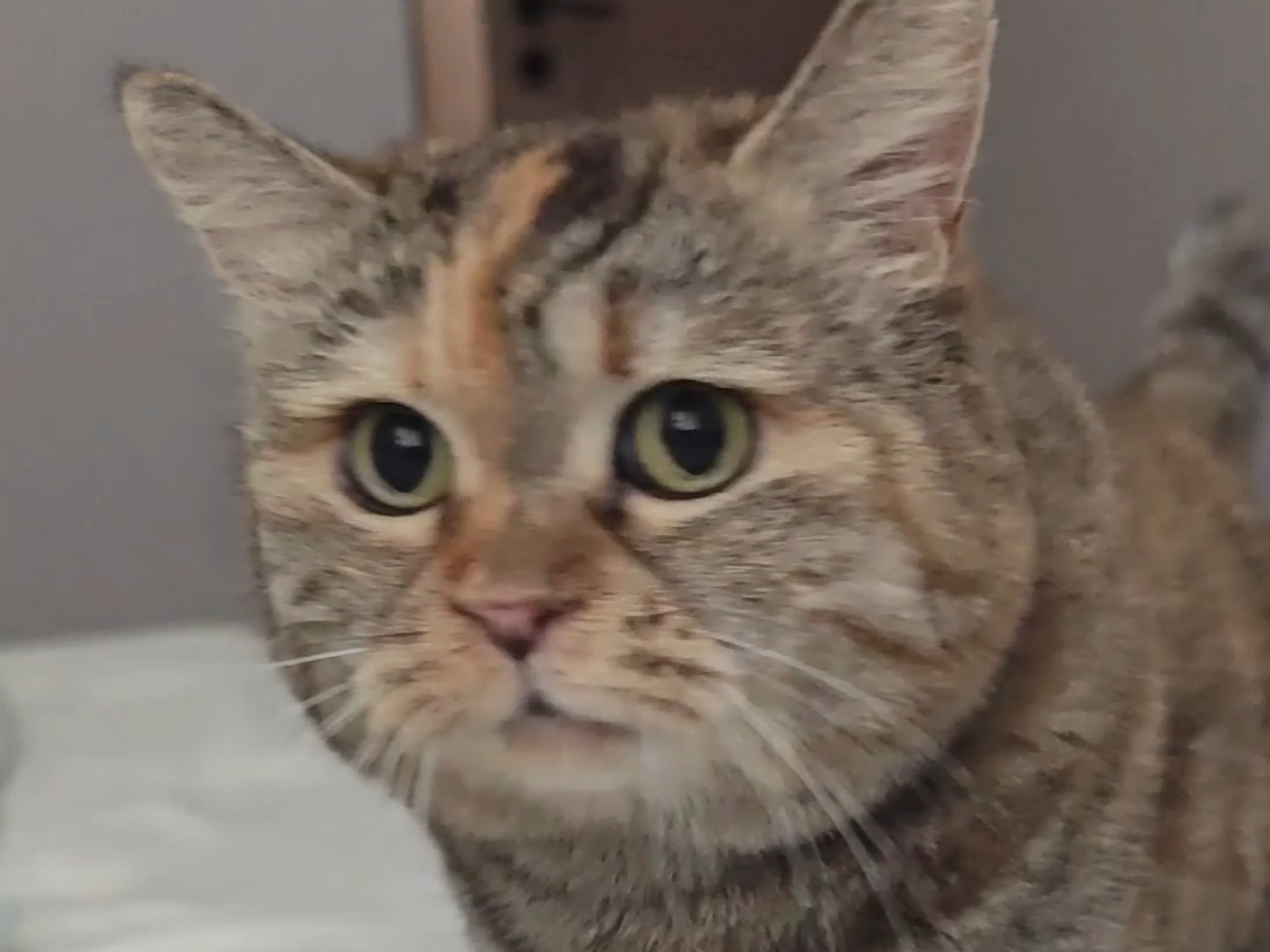 你看看几点了？你还记得你养猫了吗？