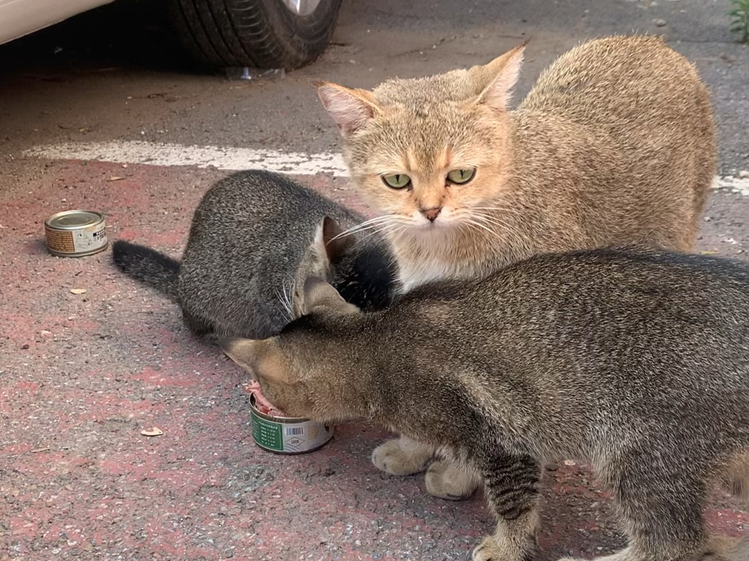 品种猫流浪可咋活