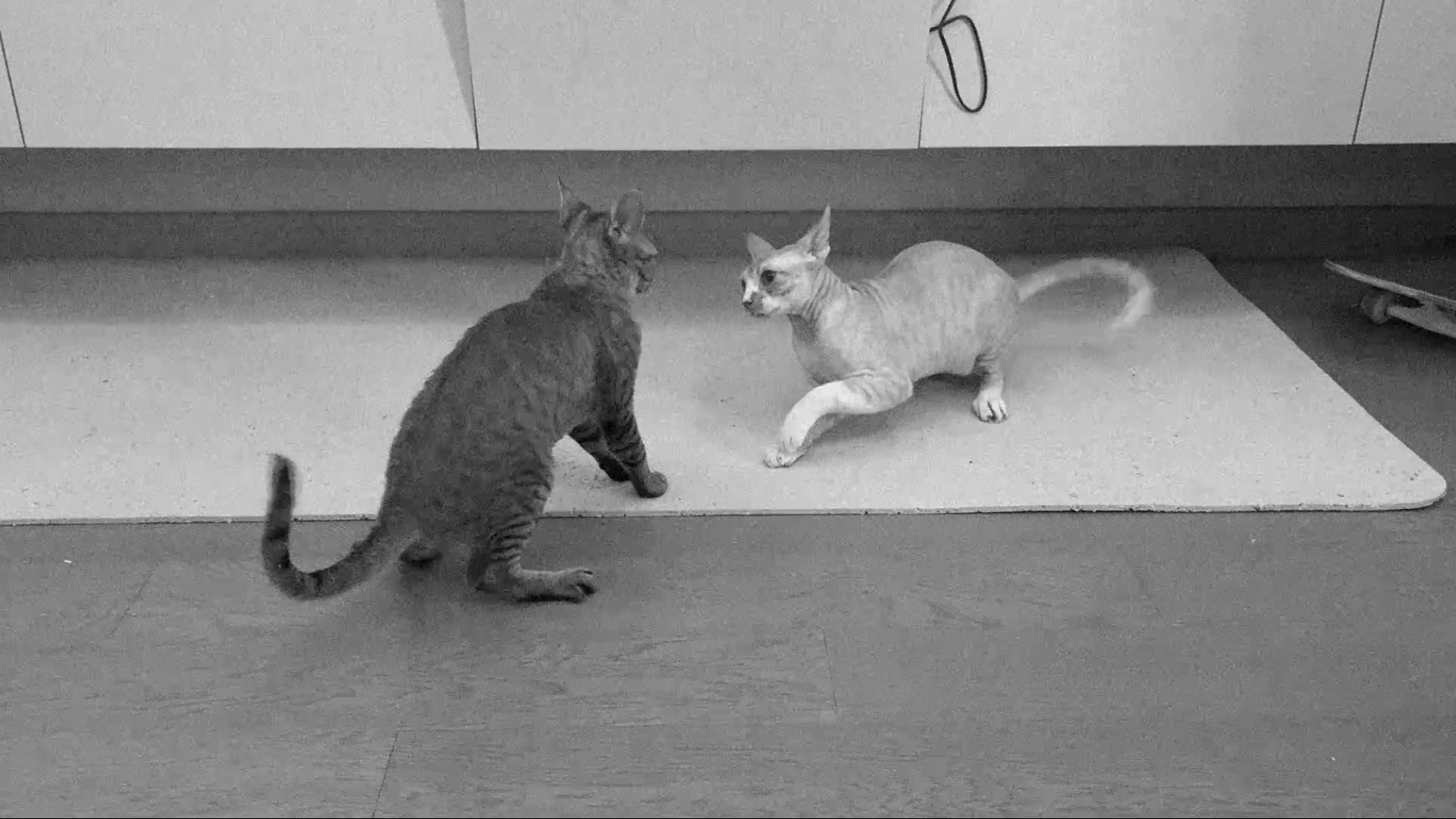 当我用默片的方式去理解我家猫的行为1