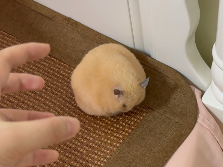 这大土豆子天天勾引我