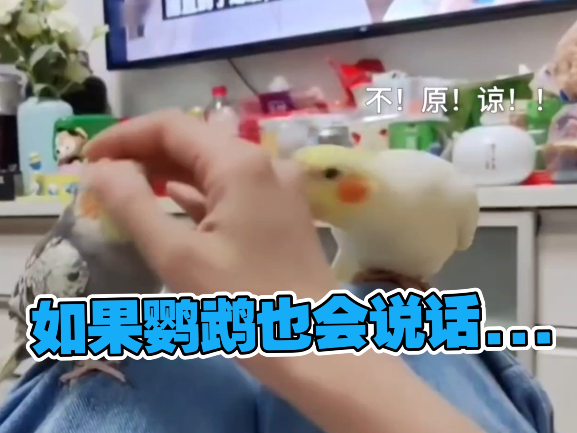 绿茶vs傲娇④