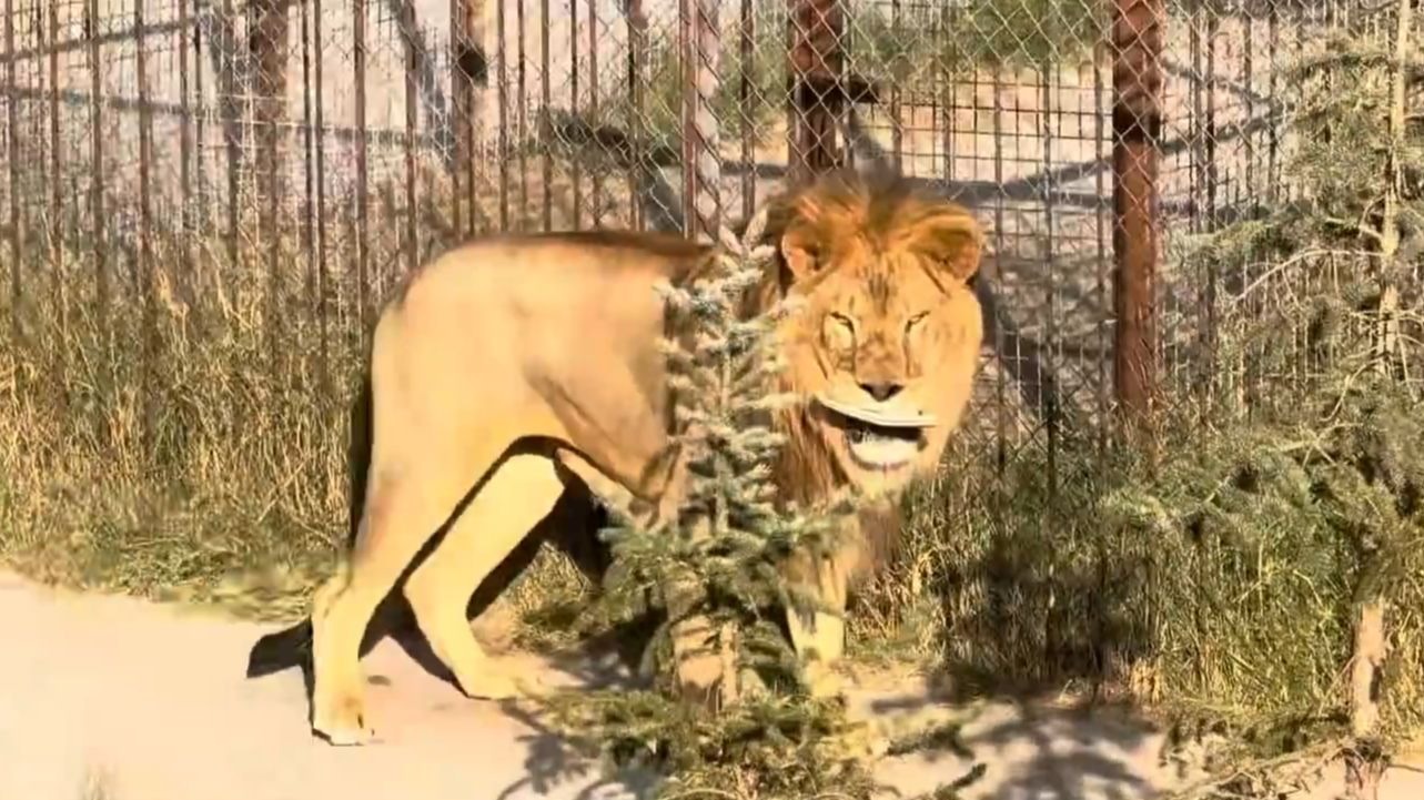狮子：自动拾取一只拖鞋