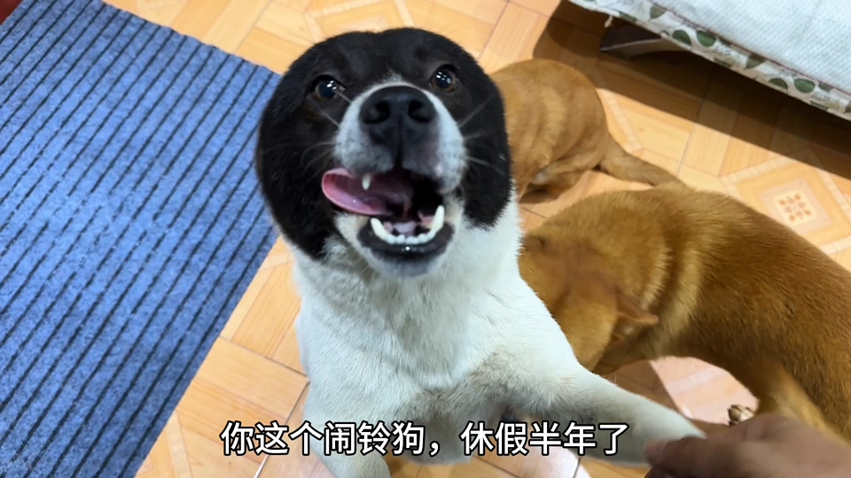 跟狗子同时睡醒是什么体验