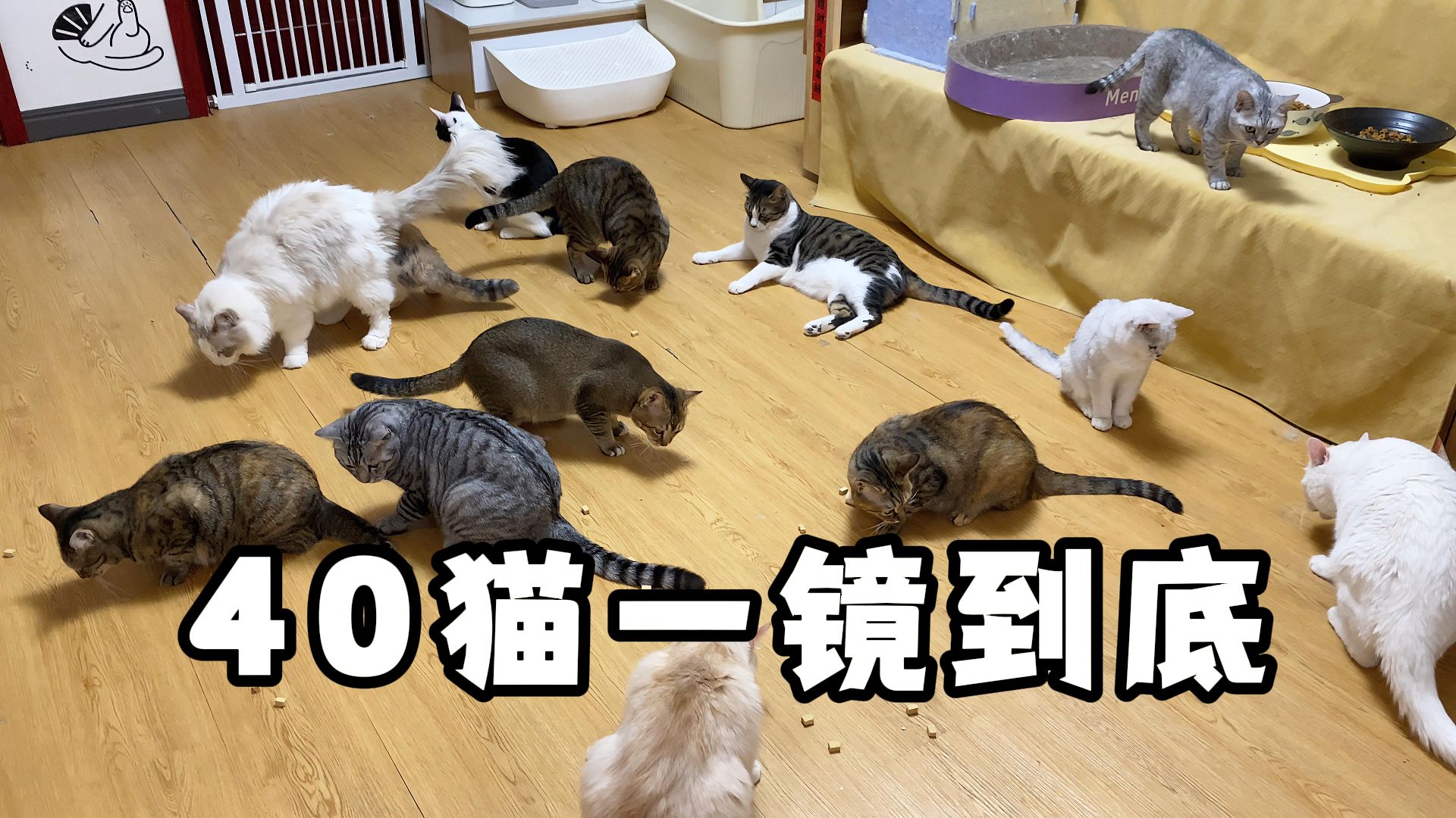 一镜到底看完我们两套房子40只猫