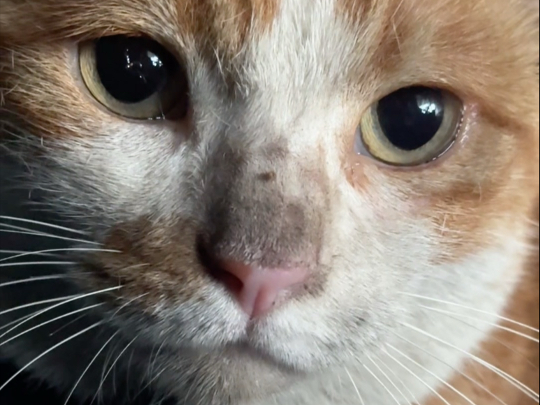 我的猫可以出现在任何地方，除了家里