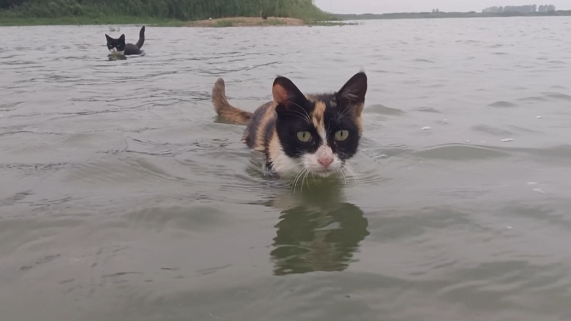唉呀，这天热的猫猫全员带下水降温