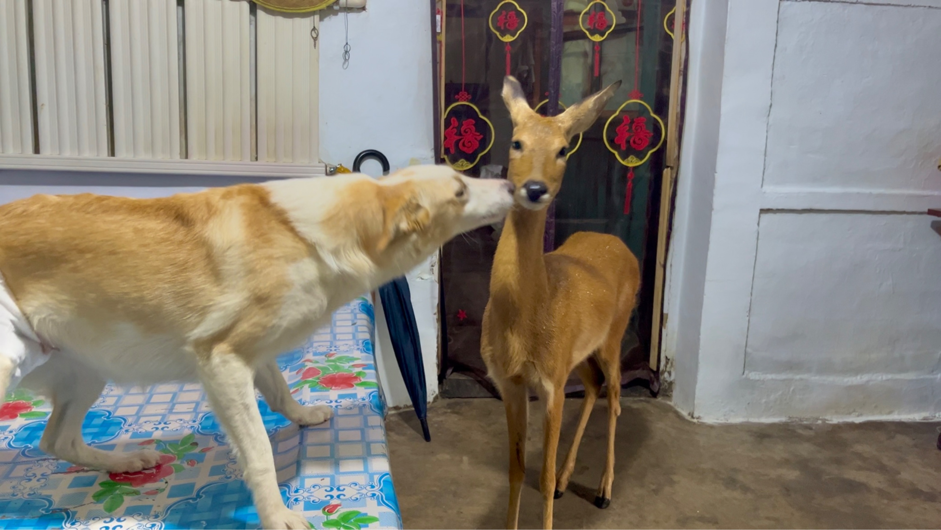 外面的雨有些大，去老登家搜刮一下