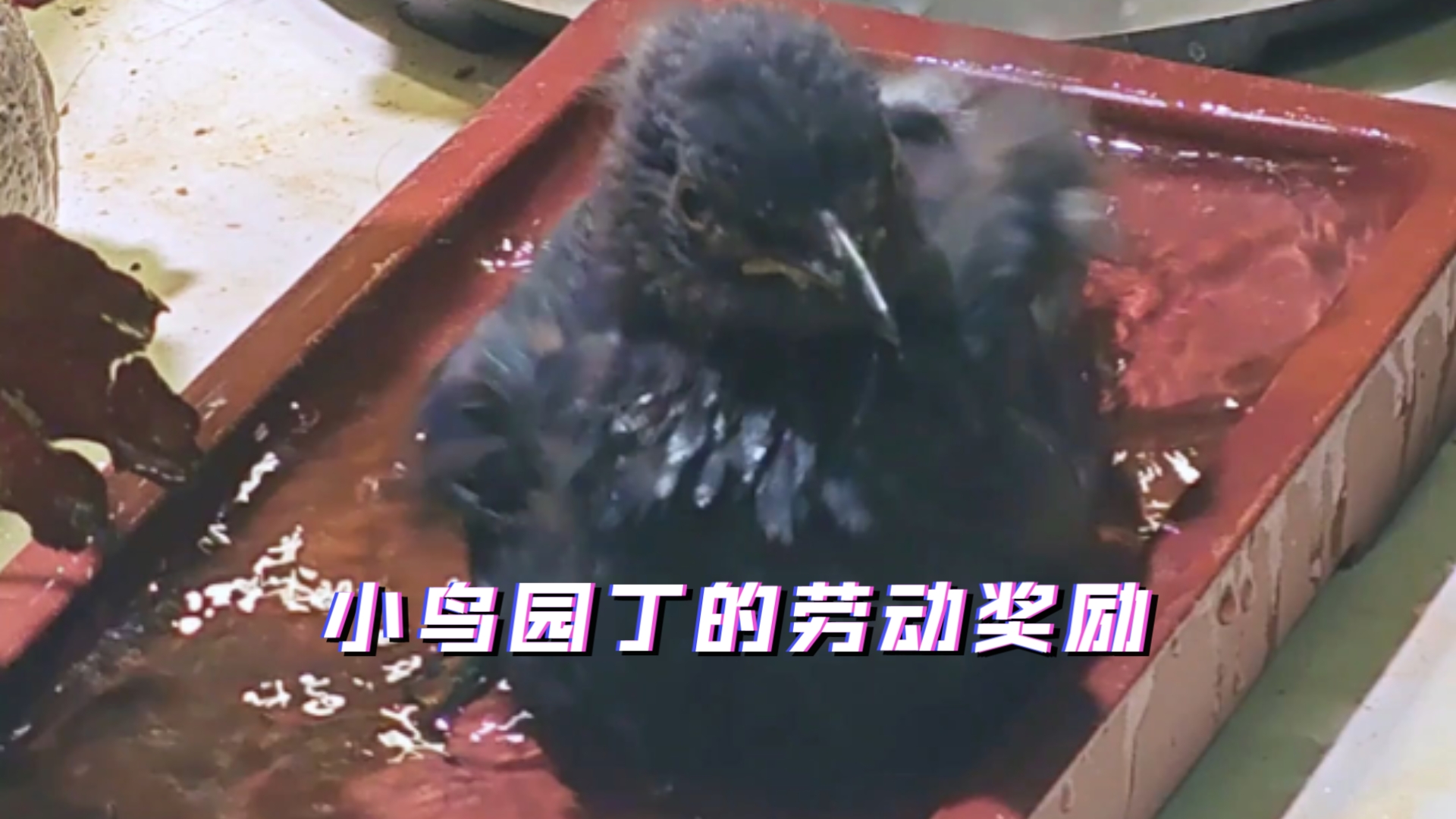 小鸟园丁的劳动奖励