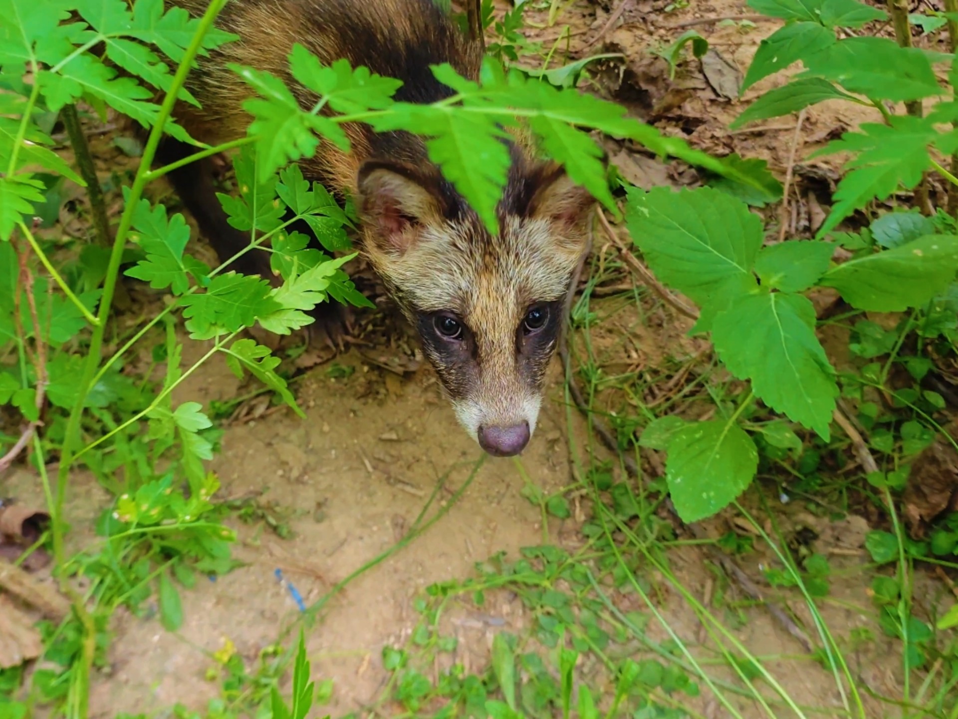 看看放生的小貉子见到陌生人的反应，不用担心它们被人抓了！