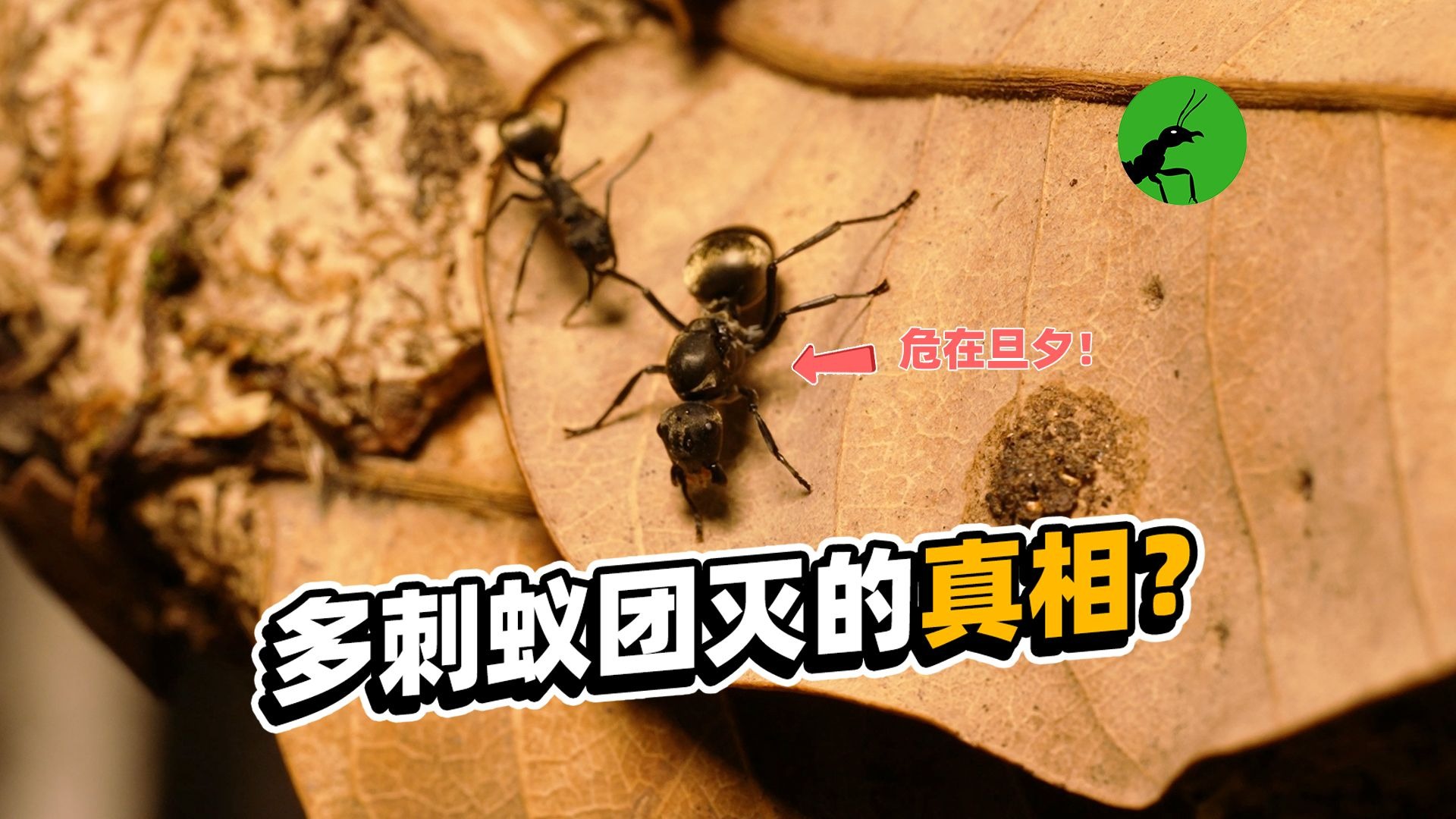 多刺蚁的饲养魔咒？一场关乎“走婚”的生死局