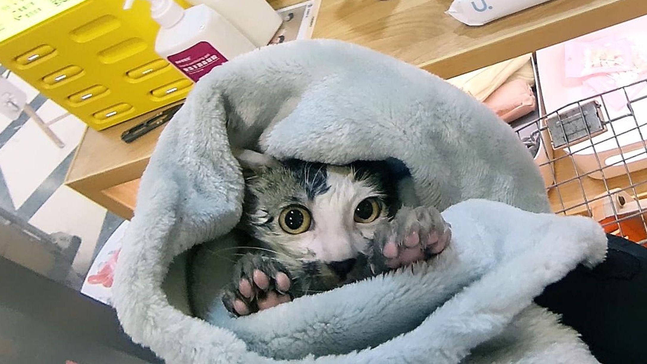 高架上捡回来个被大雨浇透的小八嘎