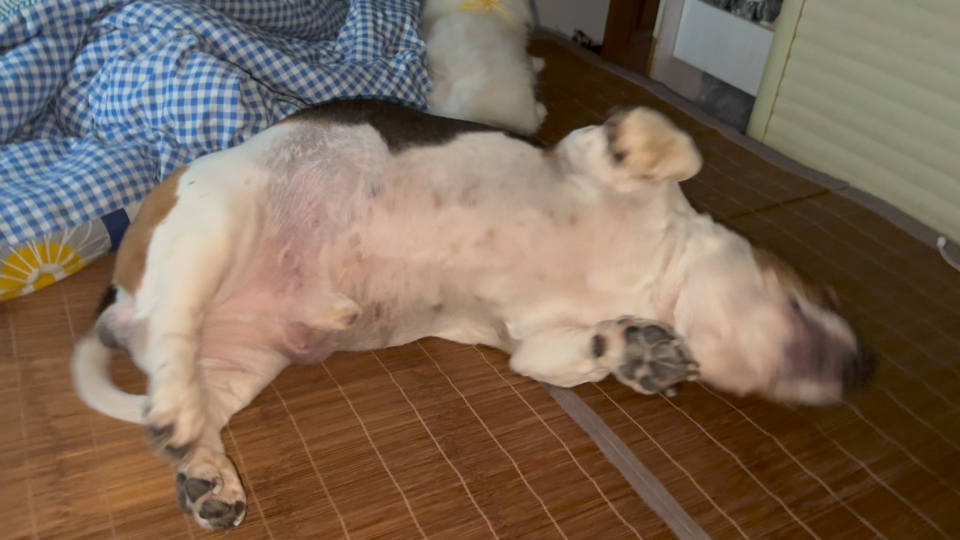 泪目！主人生病了，狗子竟然这样对她……