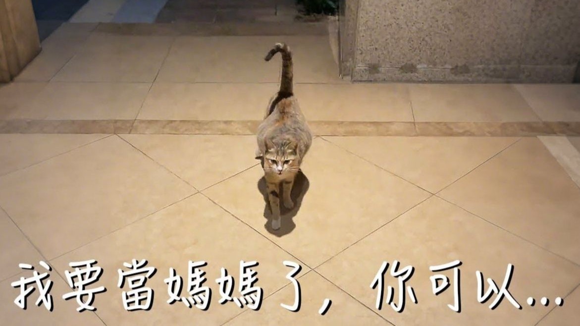 怀孕的流浪猫摇摇晃晃向我走过来，她已经快站不稳了！