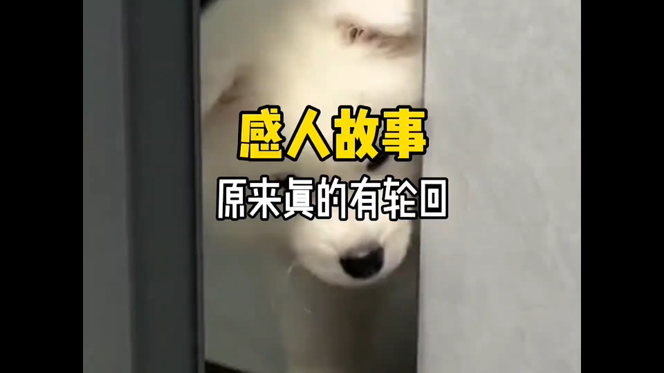 “原来世界上真的有轮回！”