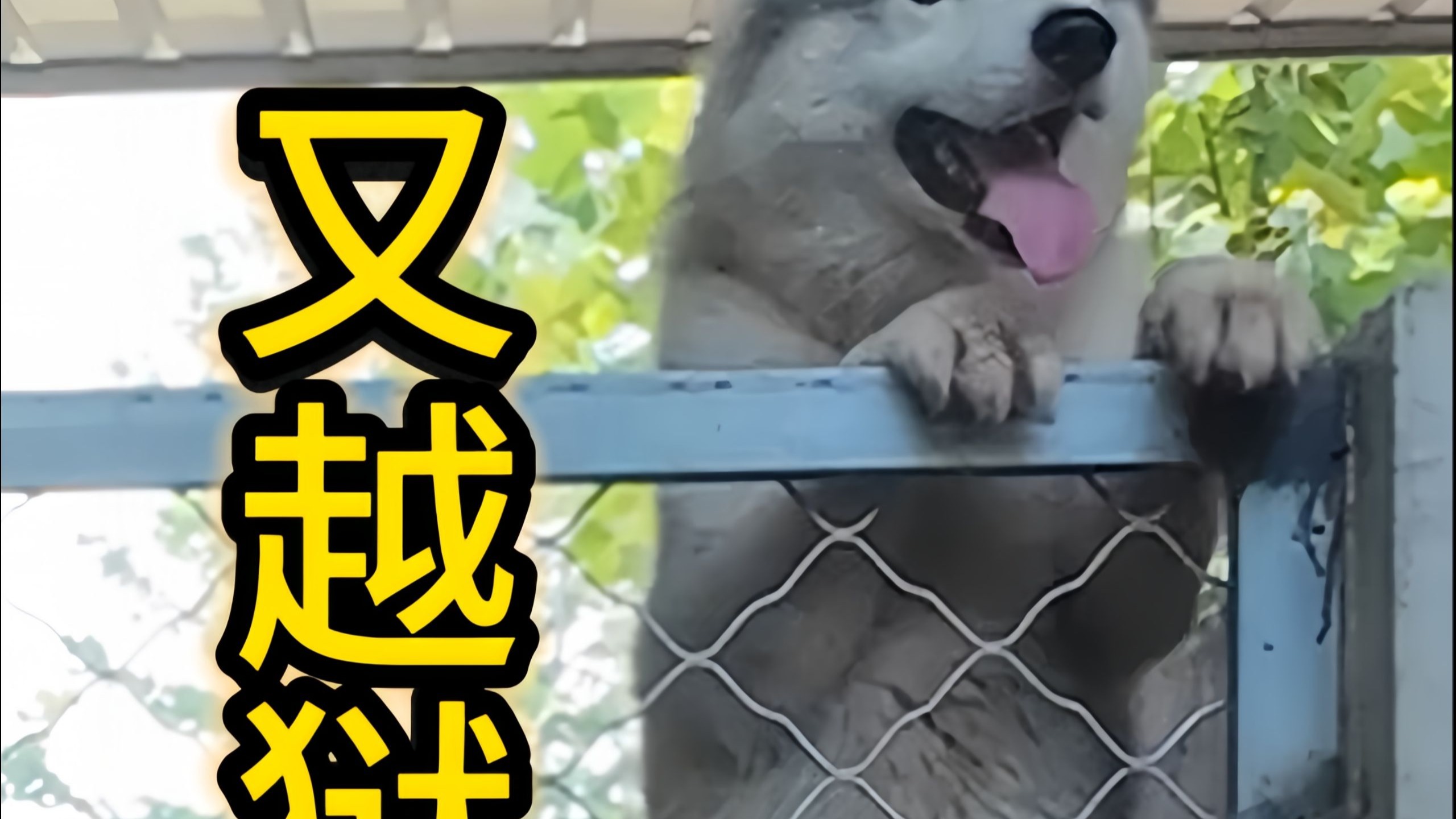 越狱这一块，它已经练就得炉火纯青了