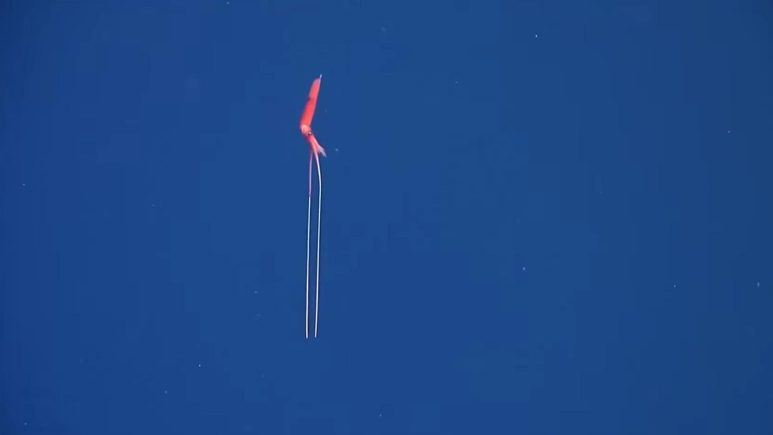 2021年11月，百慕大三角附近发现的10种奇异生物